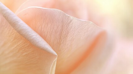 Fototapeta premium Close-Up Symmetrical Rose Petal Texture, Enhanced Elegance with Blurred Pastel-Hued Backdrop.