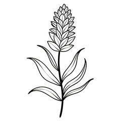 liatris line art flower