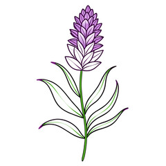 liatris line art vector on white