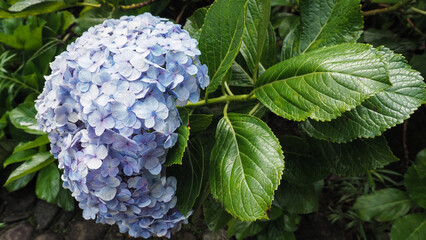 Soft bloom of blue hydrangea in morning light