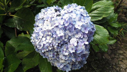 Soft bloom of blue hydrangea in morning light