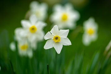 Narcissus flower in spring. Spring narcissus blossoms background. Narcissus flowers in a garden. Close-up of a blooming narcissus. Blossoms spring background. Yellow nature background.