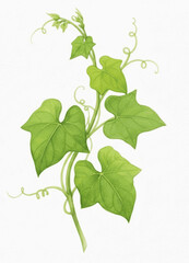 Scarlet Creepers Ivy gourd isolated watercolor vector illustration svg