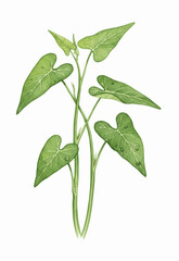 Slender Hollows water spinach isolated watercolor vector illustration svg