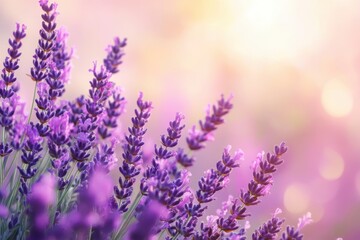 Fototapeta premium Close up of purple lavender flowers blooming in sunlight