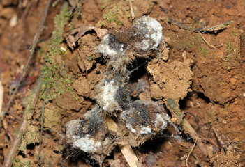 広葉樹林土壌に白い菌糸を伸ばしながら成長する灰色の菌根コロニー（自然下菌・キノコ類マクロ撮影）