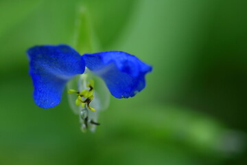 涼やかな青色の花