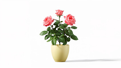 Pink roses in yellow pot potted plant green leaves