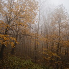 Foggy Autumn Forest with Golden Leaves and Misty Atmosphere at Dawn