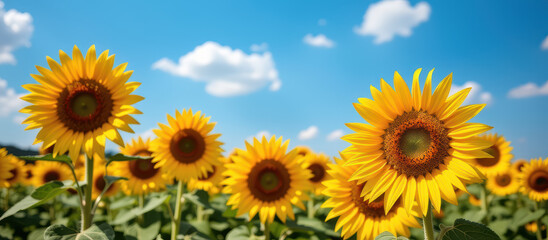 Obraz premium Sunflower field yellow sunflower blue sky cloud green leaf