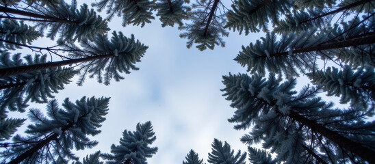 Low angle sky pine forest tree winter frost evergreen nature canopy tranquil serene cold blue scenic outdoor wilderness