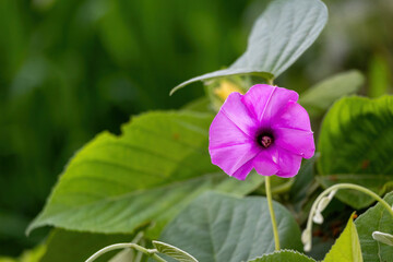 Close-up of a vibrant purple Ginger-leaf Morning Glory (Ipomoea asarifolia) flower blooming by a rural roadside in Bangladesh. Beautiful tropical wildflower detail.