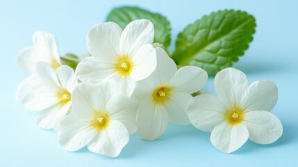 Fototapeta premium 36.A close-up of white primroses in full bloom, their petals soft and pure, against a calm, light blue gradient background, offering a tranquil space for text or a poetic message.