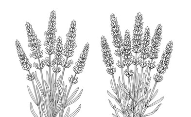Vector art of two lavender flower bunches line art, a delicate and fragrant herb with medicinal and culinary uses © FrajanaAI