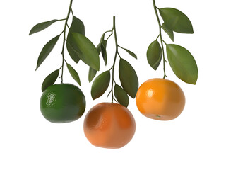 Three ripe and unripe mandarin oranges hanging from green leafy branches, showcasing healthy produce isolated on transparent background