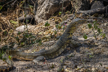 A Nile Monitor (Varanus niloticus), full-body view, on the bank of the Chobe River in Botswana