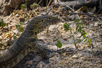 A Nile Monitor (Varanus niloticus) extends its forked tongue on the bank of the Chobe River in Botswana