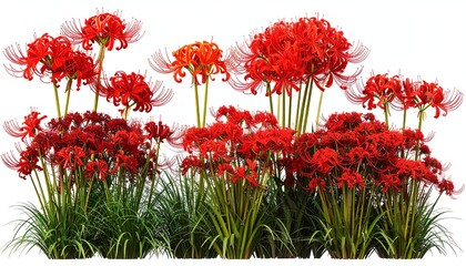 Red flower cluster (1)