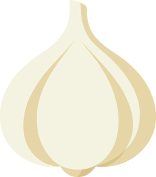 Simple illustration of a single garlic bulb with a white background. garlic icon