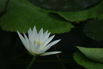 水面に優雅に浮かぶ