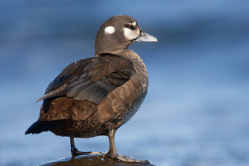 female Harlequin Duck Histrionicus histrionicus on ocean shore on Vancouver Island, British Columbia, Canada