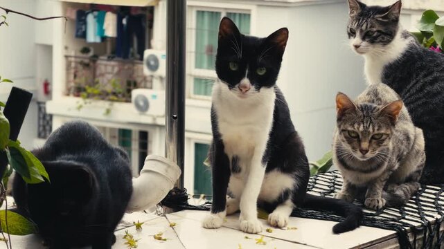 A bunch of Chinese rural cats of various colors in the rooftop garden
