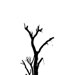 tree silhouette isolated on white
