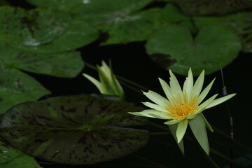 水面に優雅に浮かぶ