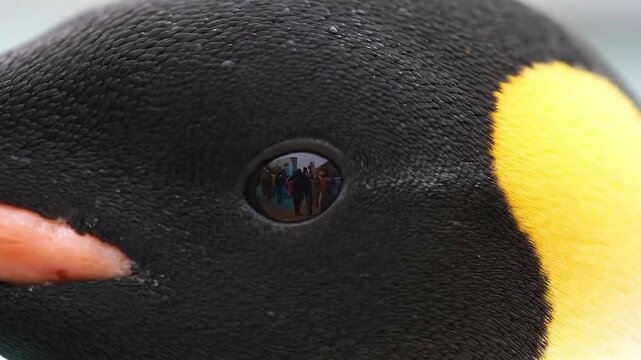 Intriguing emperor penguin close-up showing crowd reflection in its eye, a unique wildlife perspective and captivating animal behavior