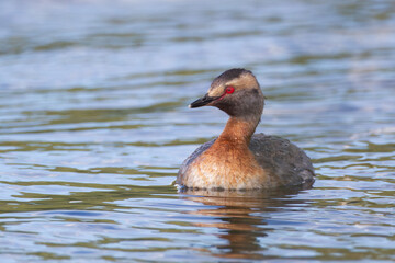 adult Horned Grebe Podiceps auritus molting into winter plumage in Yukon Canada