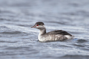 Horned Grebe Podiceps auritus in winter plumage in Yukon Canada