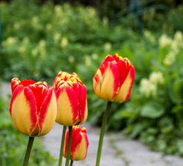 Darwin tulips are a hybrid of American Dream with red and yellow petals. a variety with large bicolor flowers. The petals of the buds combine a pale yellow shade with bright red