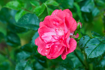 a delicate rose on a green background.