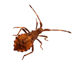 isolated hairy bug on a white background. colorful isolated macro photo of an insect on a white background. free space. creative resource. close-up.