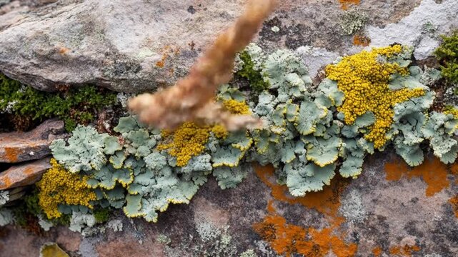 Close up of colorful lichen and moss on a stone wall
