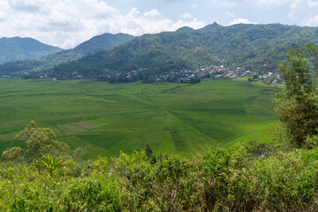 Fototapeta premium Unique aerial wide shot of the vibrant green Lingko rice fields in Ruteng, Flores, NTT, Indonesia, famous for their traditional spider web-like land division pattern (Lodok). 