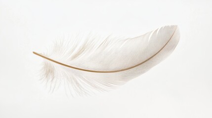 Obraz premium Delicate white feather resting gently against a soft white background