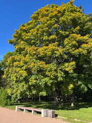Fototapeta premium Chestnut tree in autumn in the park.