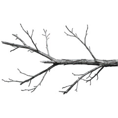 Fototapeta premium A detailed grayscale illustration of a bare tree branch against a pure black background