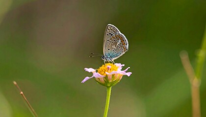 Spotted blue butterfly on a delicate wildflower