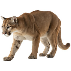 Naklejka premium A majestic cougar, a large feline, walking confidently with its head and gaze forward