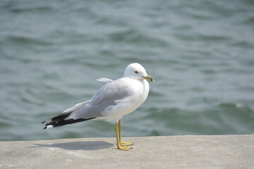 Seagull in Focus – Urban Light