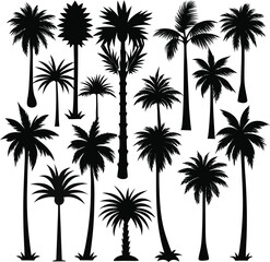 Fototapeta premium Vector art of a collection of black silhouette palm trees of various types and sizes, isolated on a
