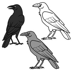 Three Raven Illustrations in Black Gray and White for Design and Decoration Elements