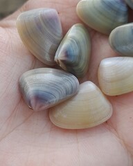 seashells on the beach