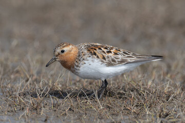 adult breeding plumage Red-necked Stint Calidris ruficollis