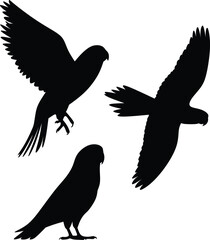Silhouette of Three Birds in Flight and Perched