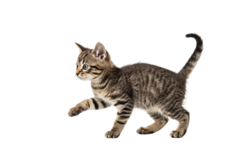 A small agile kitten balancing playfully on one front paw, body slightly tilted, tail lifted for stability, sharp focus and detailed fur texture, white seamless background.