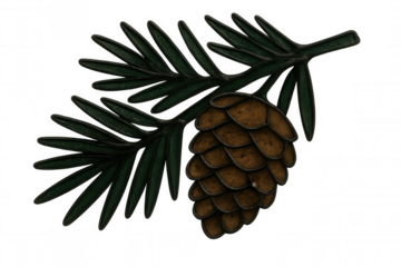 Pine cone illustration on evergreen branch, botanical drawing, nature concept, winter holiday theme, transparent background