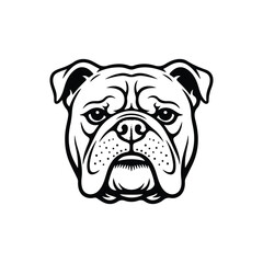 vector illustration of an english bulldog on white background 